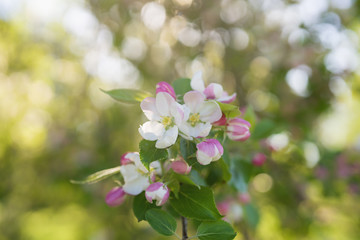blossoming apple tree in a garben on a sunny summer day