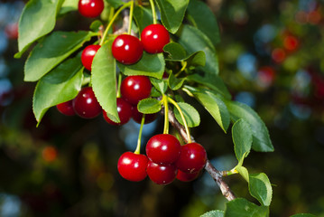 Cherry