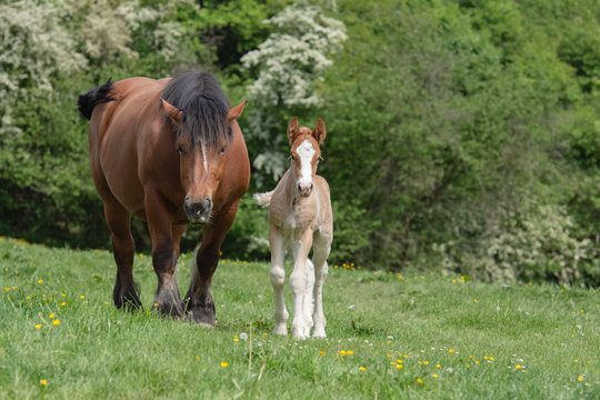 Cheval de trait belge