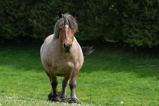 Cheval de trait belge