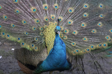 Obraz premium Headshot of a beautiful peacock with raised feathers