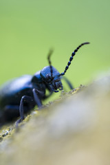 black oil beetle