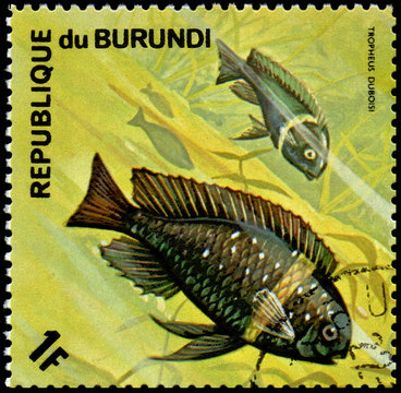 REPUBLIC OF BURUNDI - CIRCA 1974: postage stamp, printed in Burundi, shows a fish White Spotted Cichlid (Tropheus duboisi )