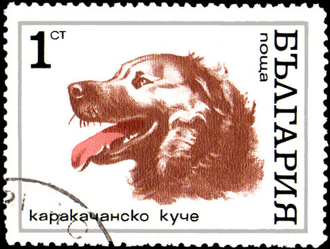 BULGARIA - CIRCA 1970: postage stamp, printed in Bulgaria, shows a karakachan dog