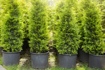 Fototapeta na wymiar four cypress in pots stand in a row, trees in a nursery, for sale on landscaping, evergreen