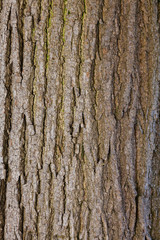 Bark of tree