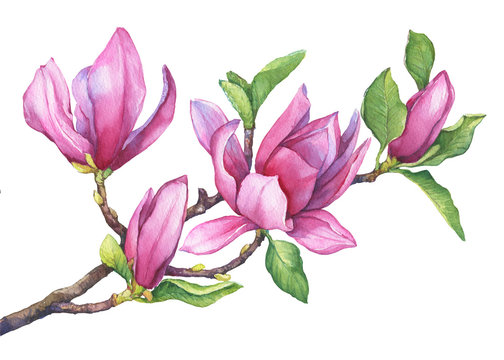Branch of purple magnolia liliiflora (also called mulan magnolia) with flowers and leaves. Botanical watercolor hand drawn painting illustration, isolated on white background.
