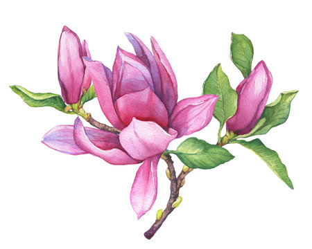 Branch of pink magnolia liliiflora (also called mulan magnolia) with flowers and leaves. Botanical watercolor hand drawn painting illustration, isolated on white background.