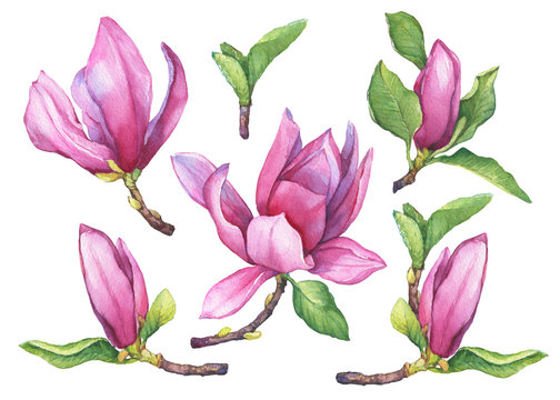 Set of blooming purple magnolia liliiflora (also called mulan magnolia) with flowers and leaves. Botanical watercolor hand drawn painting illustration, isolated on white background.