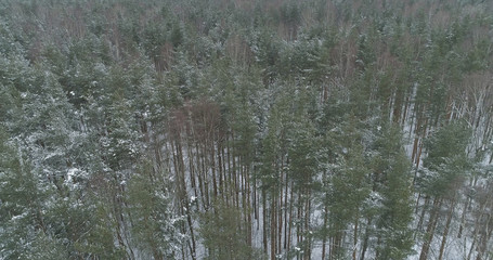 aerial view of pine forest on a winter day