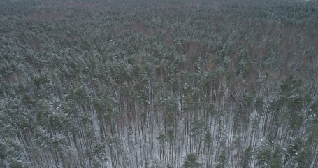 aerial view of pine forest on a winter day