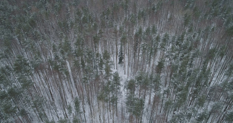 aerial view of pine forest on a winter day