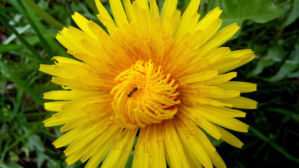 The ant crawls along the flower of a dandelion.