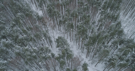 aerial view of pine forest on a winter day