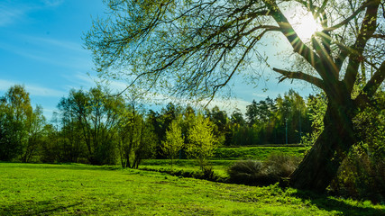 Park lawn under the spring sunny day