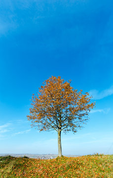 Lonely autumn maple tree