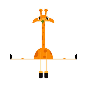 Cute giraffe cartoon character with long neck doing splits isolated on white background. Funny comic yellow african animal with spots spreads his legs in different directions. Vector illustration.
