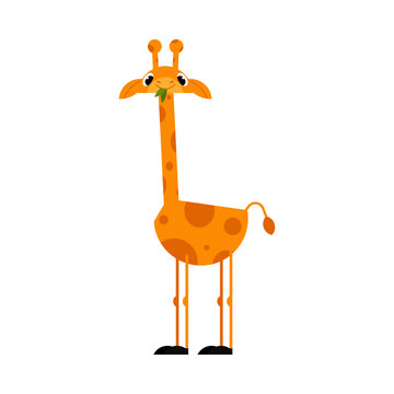 Funny giraffe cartoon character with long neck standing and eating leaves isolated on white background - cute comic yellow african animal with spots, vector illustration.