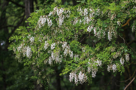 Robinie / Black locust, Robinia pseudoacacia flowers.