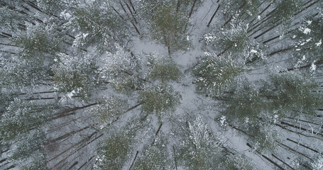 aerial top view of pine forest on a winter day