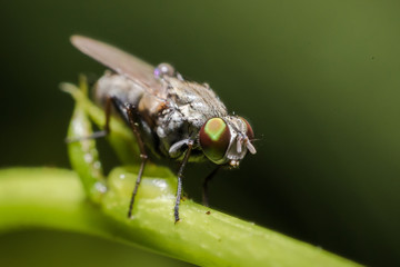 Close up of Housefly on a leaf 
