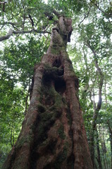 costa rica strangler fig tree