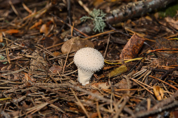 the mushroom grows from beneath last year's fallen leaves and needles