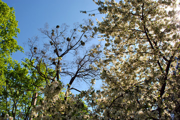 Apple tree blossom, poplar tree with young green leaves and mistletoes on top, silver maple tree green blossom and blue spring sky background, view from ground on top