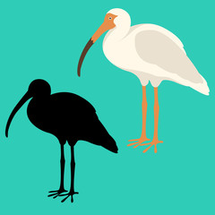 white ibis  vector illustration flat style  silhouette