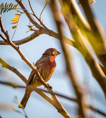 Backyard birds in Phoenix, Arizona are an eclectic bunch and perch in trees in neighborhoods
