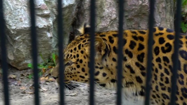 Cheetah in the zoo. Cheetah pacing around in small habitat. Gepard resting in the zoo in the summer. A beautiful Cheetah at the zoo. slow-motion