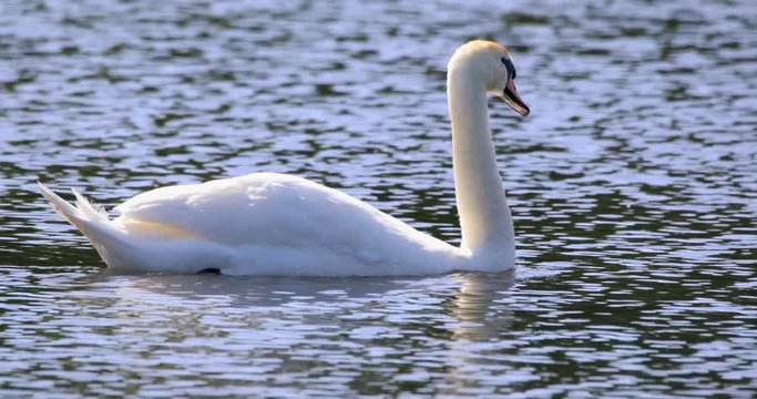 Single Mute Swan bird on a pond water surface in spring nesting period