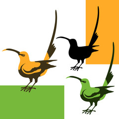 humming bird vector illustration flat style profile