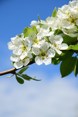 Blüten eines Birnenbaumes vor blauen Himmel