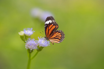 Beautiful butterfliy and flowers