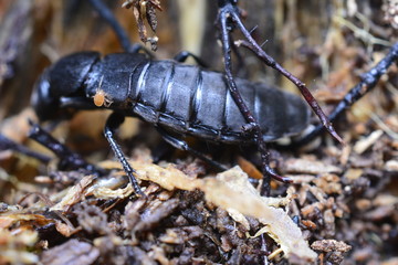 insetto del sottobosco prealpino