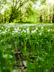 Snowdrops flowers on the forest lawn