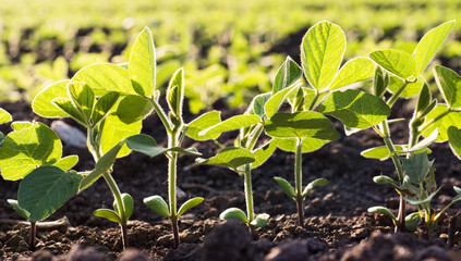Small soybean plants