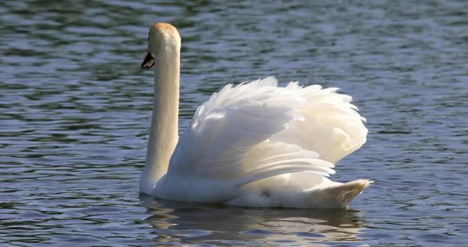Single Mute Swan bird on a pond water surface in spring nesting period