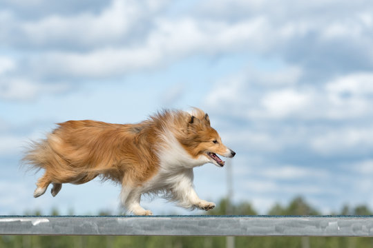 Shetland Sheepdog is running on the boom in agility competition