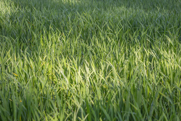 Background of a green grass. Green grass texture Green grass