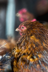 Chickens on the farm. Toned, style, color photo.