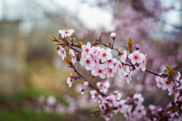 Beautiful spring blooming tree with a lot of flowers