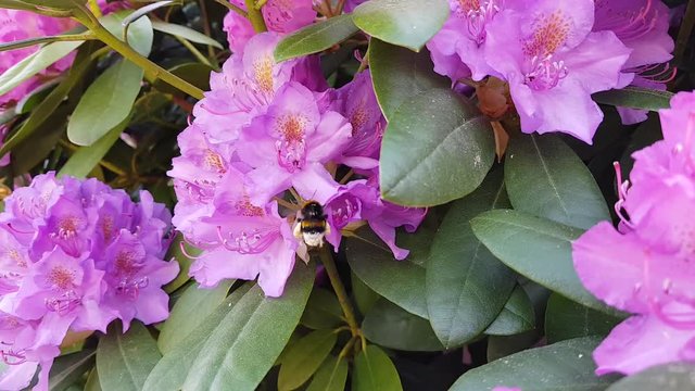 Hummel auf Rhododendron