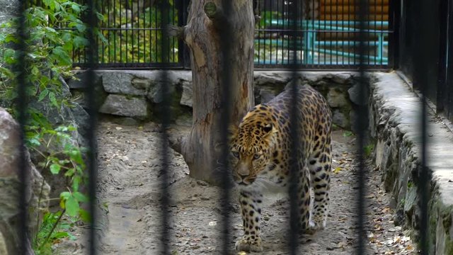 Cheetah in the zoo. Cheetah pacing around in small habitat. Gepard resting in the zoo in the summer. A beautiful Cheetah at the zoo. slow-motion