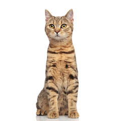 cute tabby british fold cat sitting and looking to side