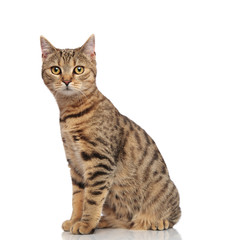 side view of lovely seated striped british fold cat