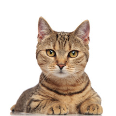 portrait of cute british fold cat with black stripes lying