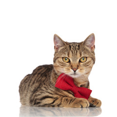 elegant british fold cat with red bowtie lying