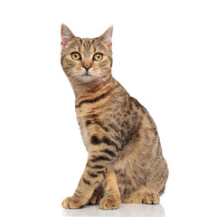 side view of cute seated british fold cat